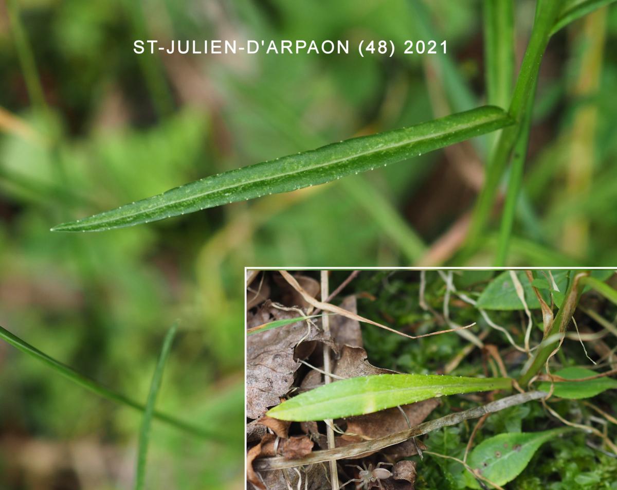 Bellflower, Peach-leaved leaf